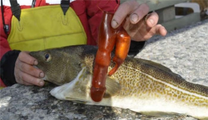 Noorse visser vindt vibrator in kabeljauw