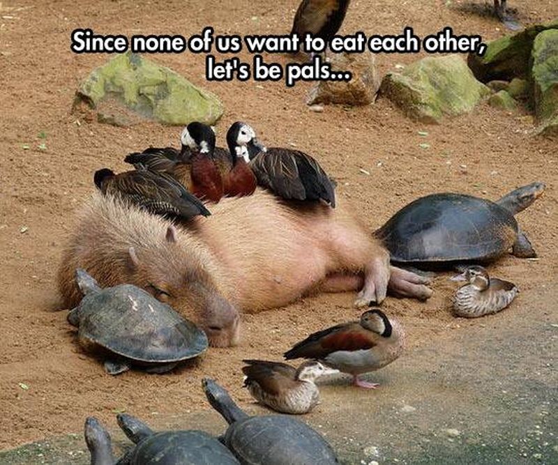 grappige-rare-leuke-vreemde-sexy-plaatjes-53