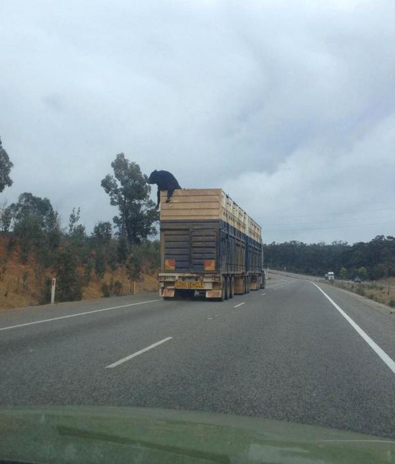 grappige-rare-leuke-vreemde-sexy-plaatjes-56