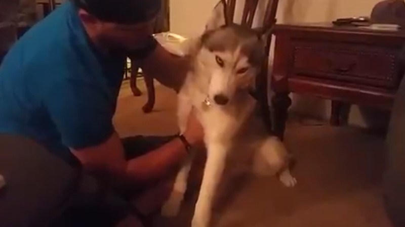 Siberische Husky zo stoned als een garnaal