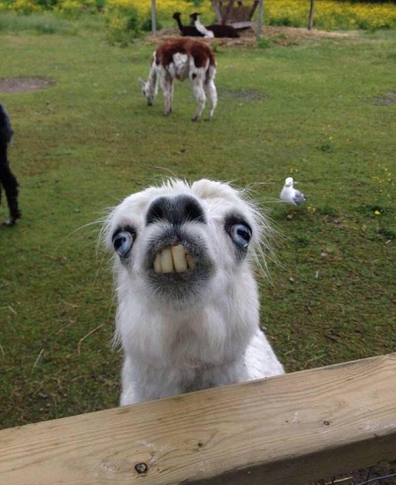 funny-sexy-and-hot-babes-picdump-8